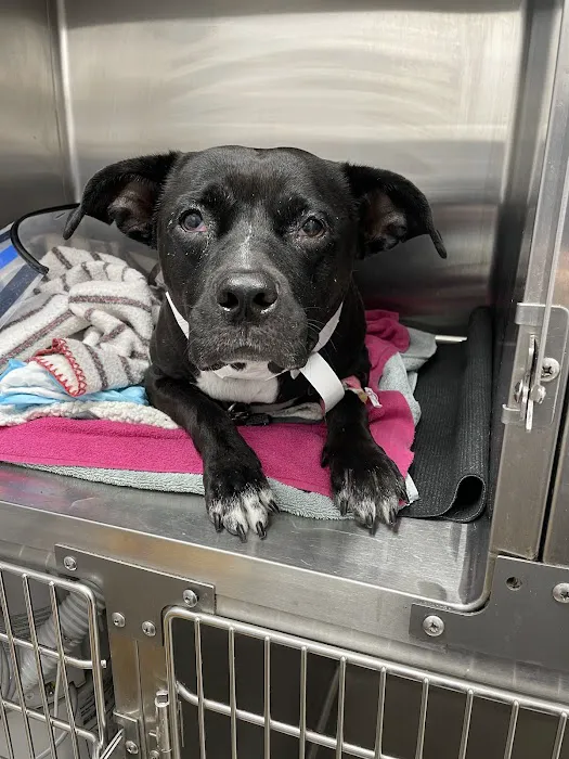 Glen Cove Animal Clinic Picture 1
