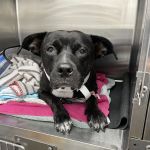Glen Cove Animal Clinic