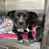Glen Cove Animal Clinic ico