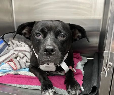 Glen Cove Animal Clinic
