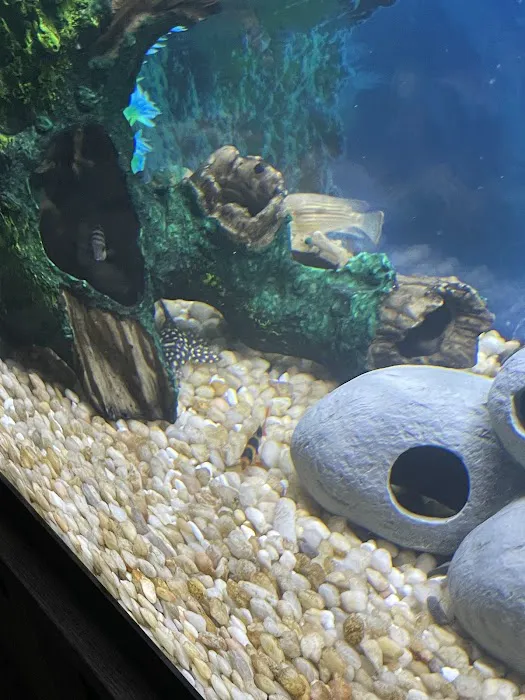 ALL PETS CLUB Picture 5