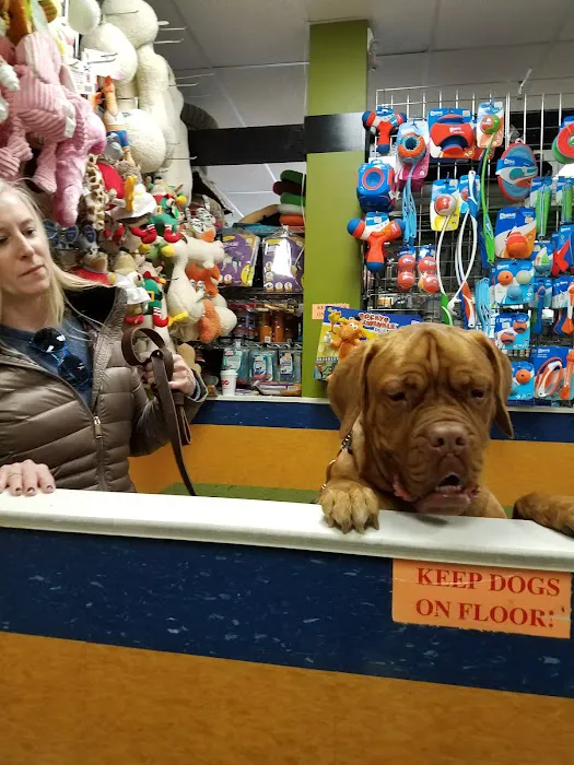 ALL PETS CLUB Picture 3