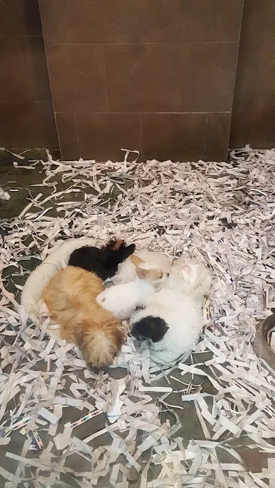 ALL PETS CLUB Picture 8