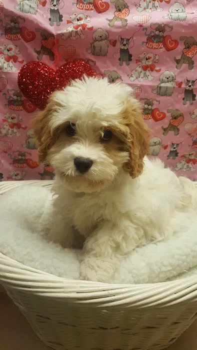 ALL PETS CLUB Picture 10