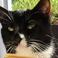 Feline Veterinary Hospital ico