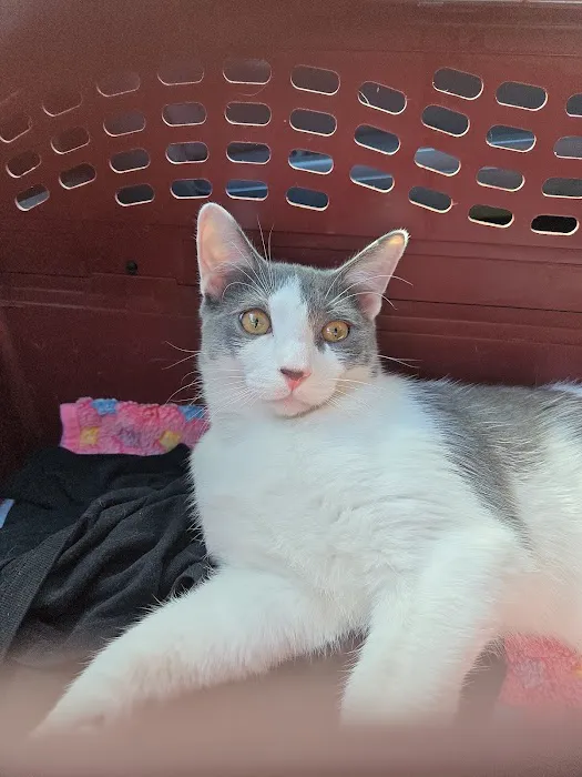 Feline Veterinary Hospital Picture 5