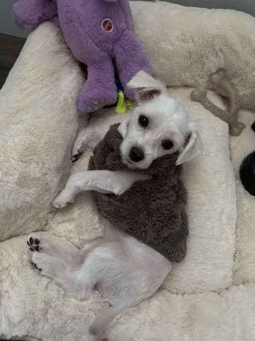 Petco Picture 8