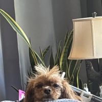 Port Washington Animal Hospital ico