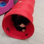 Pet Health Centers at North Shore Animal League America