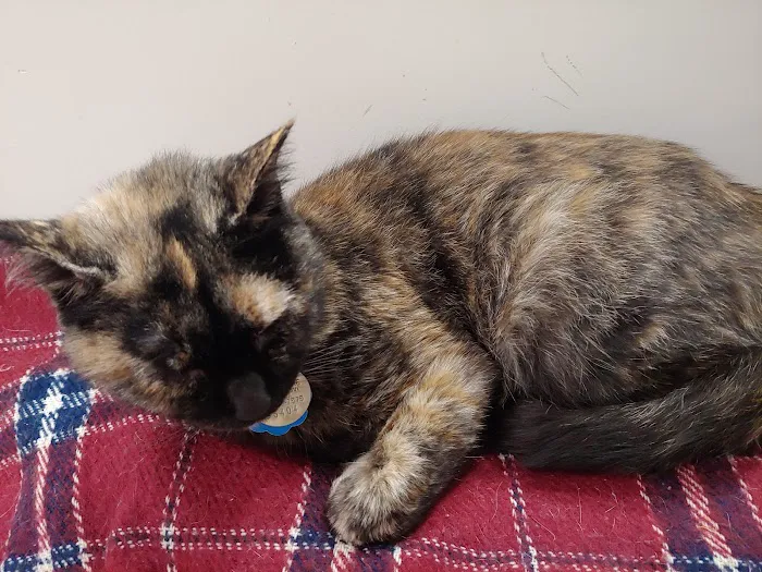 Pet Health Centers at North Shore Animal League America Picture 5