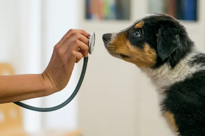 Pet Health Centers at North Shore Animal League America Picture 10
