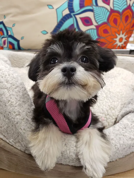 Pet Health Centers at North Shore Animal League America Picture 7