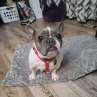 North Shore Animal League - Don and Karen Larocca Pet Wellness Center ico