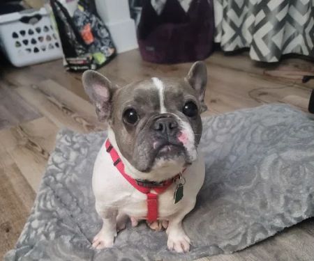 North Shore Animal League - Don and Karen Larocca Pet Wellness Center