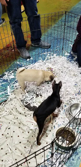ALL PETS CLUB Picture 4