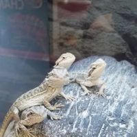 Petco ico