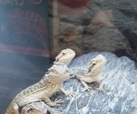 Petco