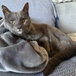 Town Animal Hospital of Manhasset