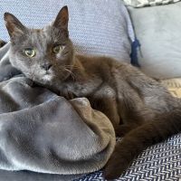 Town Animal Hospital of Manhasset ico