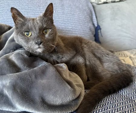 Town Animal Hospital of Manhasset