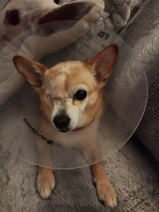 Town Animal Hospital of Manhasset Picture 5
