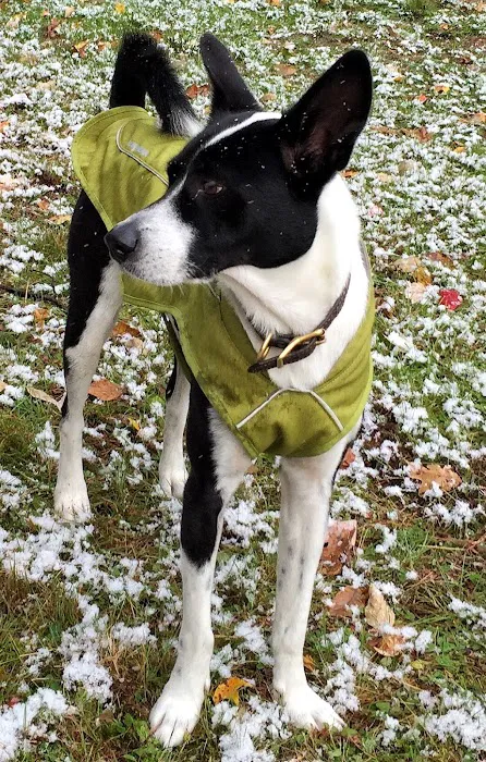 Town Animal Hospital of Manhasset Picture 8