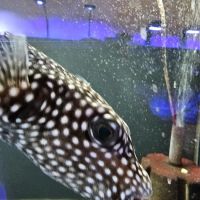 Blakes Aqua Den LLC ico