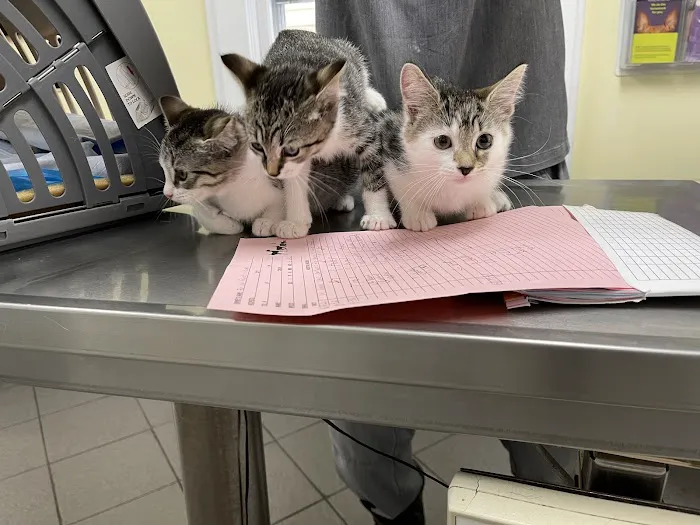 Manhasset Animal Hospital Picture 7