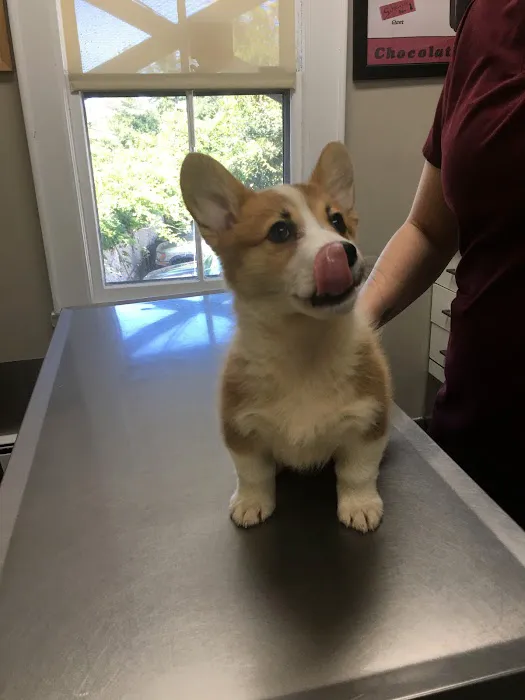 Manhasset Animal Hospital Picture 6