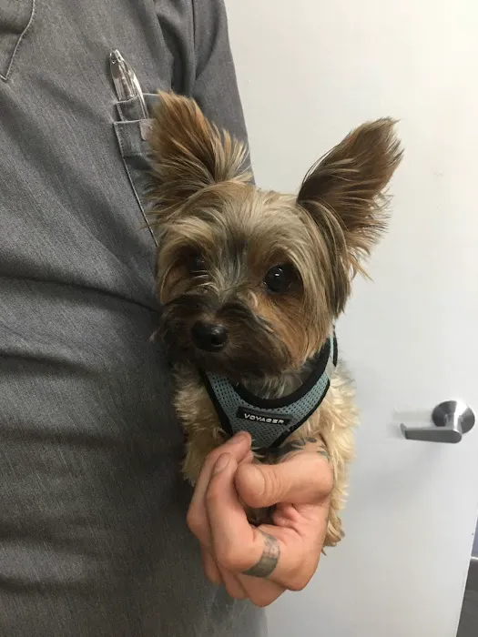 Manhasset Animal Hospital Picture 2