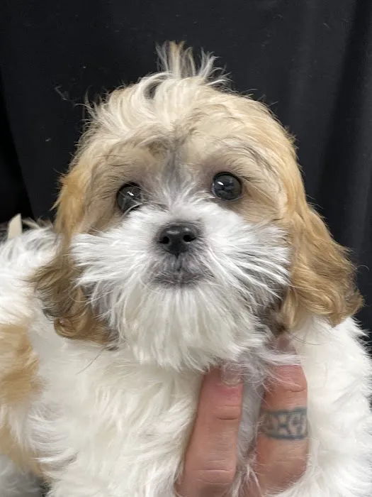Manhasset Animal Hospital Picture 8