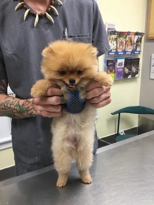 Manhasset Animal Hospital Picture 9