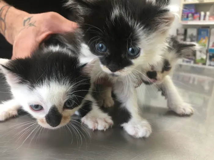 Manhasset Animal Hospital Picture 1