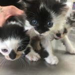 Manhasset Animal Hospital