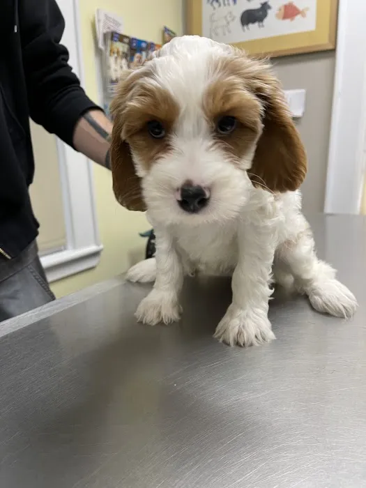 Manhasset Animal Hospital Picture 4