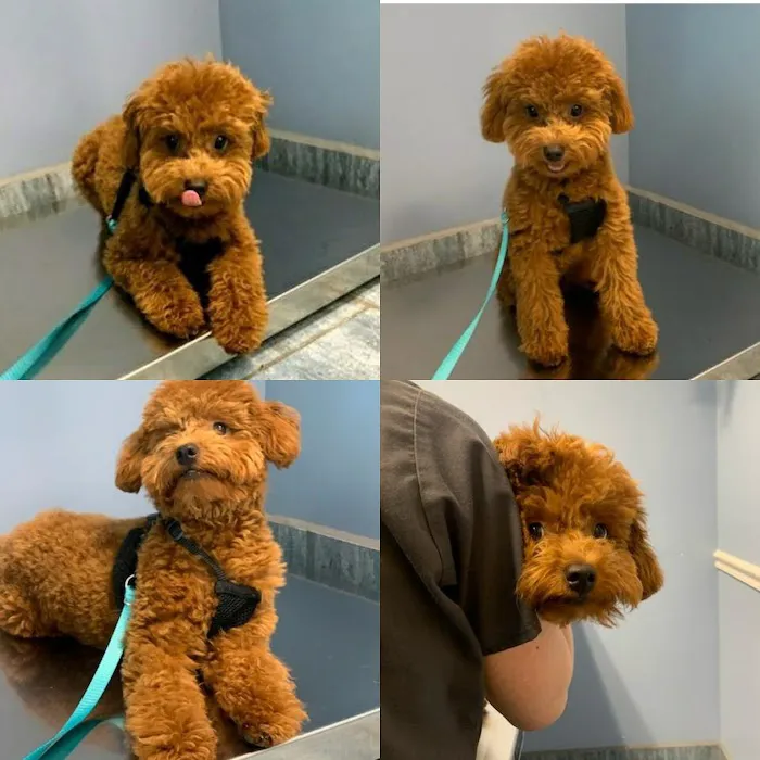 Veterinary Care Group - Glen Oaks Picture 8