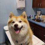 Veterinary Care Group - Glen Oaks