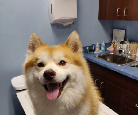 Veterinary Care Group - Glen Oaks