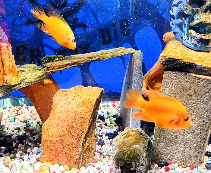 Precise Aquatic Designs Picture 4
