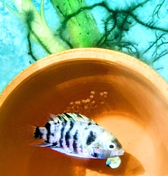 Precise Aquatic Designs Picture 6