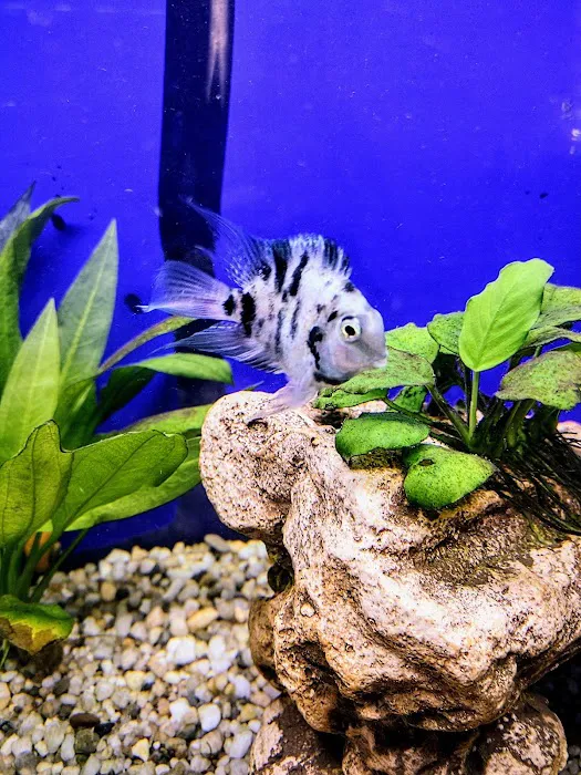 Precise Aquatic Designs Picture 9