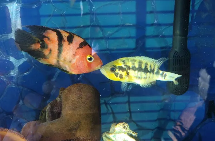 Precise Aquatic Designs Picture 1