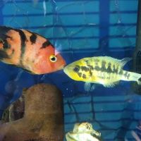 Precise Aquatic Designs ico