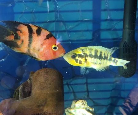 Precise Aquatic Designs