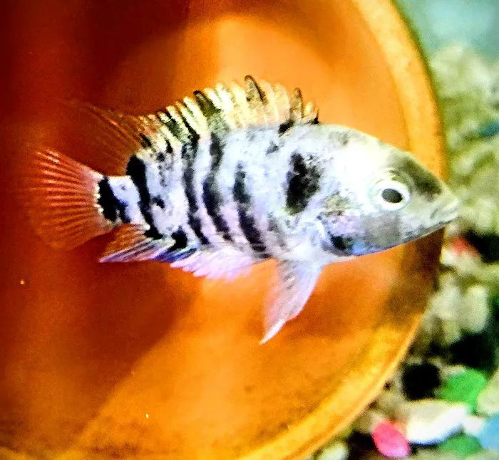 Precise Aquatic Designs Picture 10