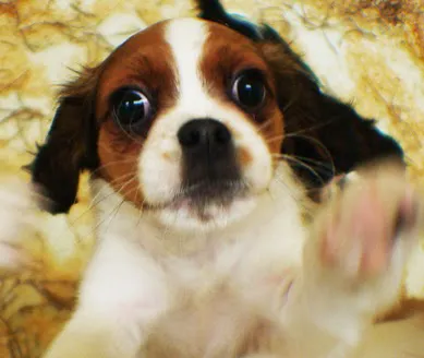 Yuppy Puppy Pet Shop Picture 4