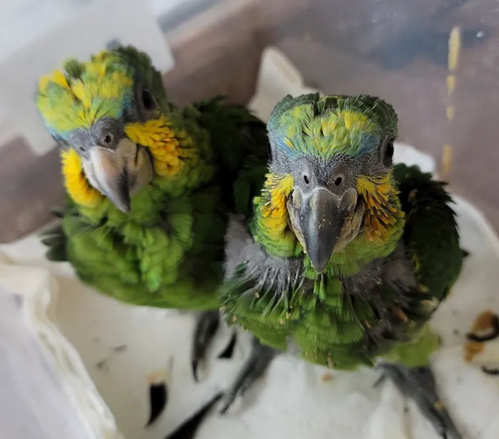 Exotic Birds By Windsong Picture 8