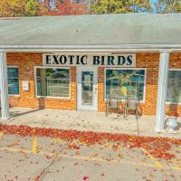 Exotic Birds By Windsong ico
