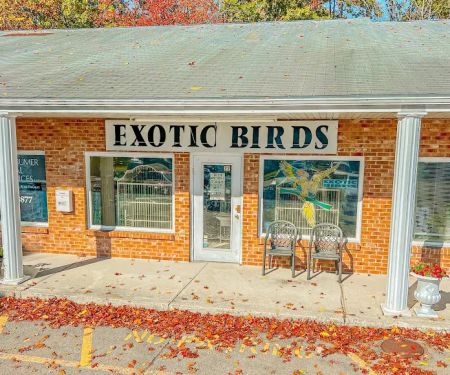 Exotic Birds By Windsong