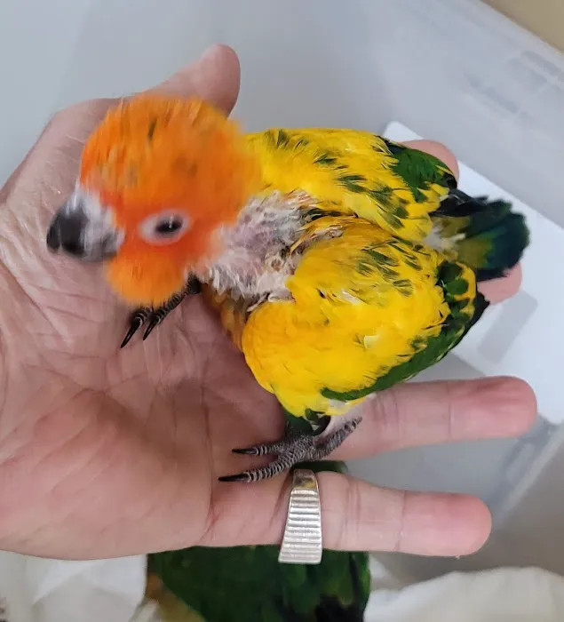 Exotic Birds By Windsong Picture 5